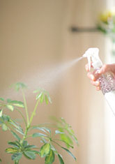 植物も活き活き元気